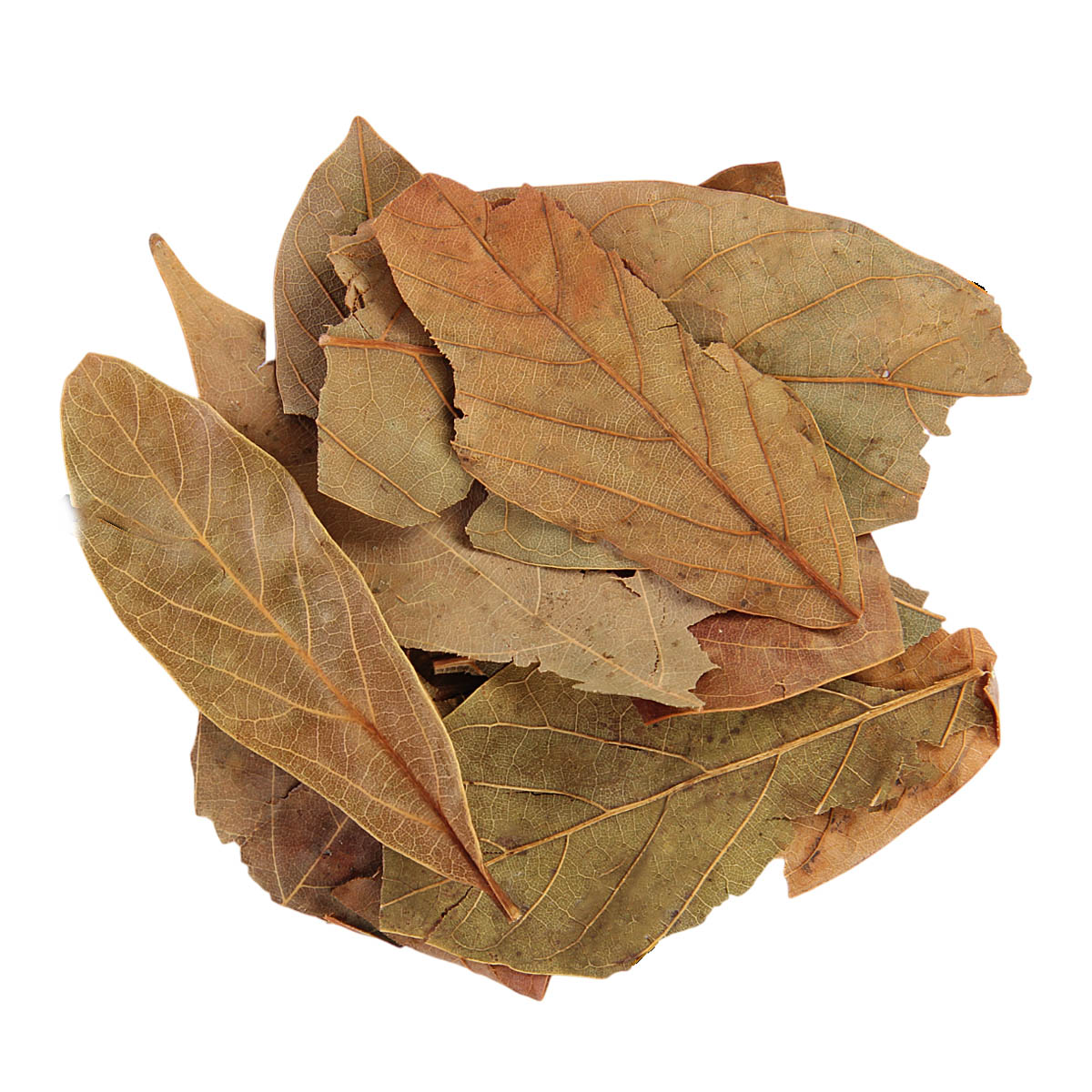 abacateira folhas copiar